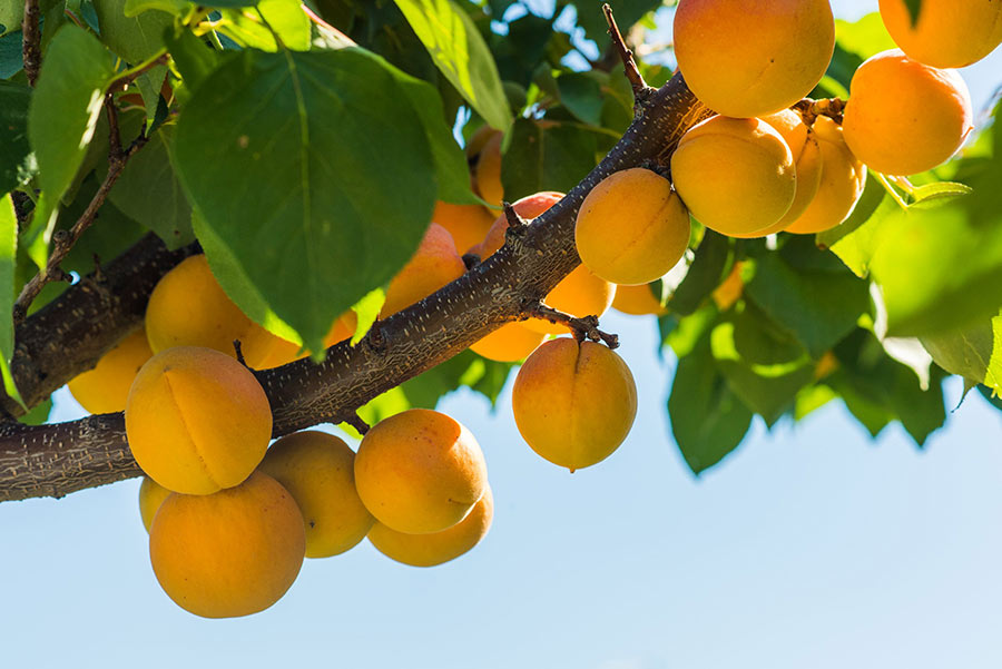 Albaricoqueros