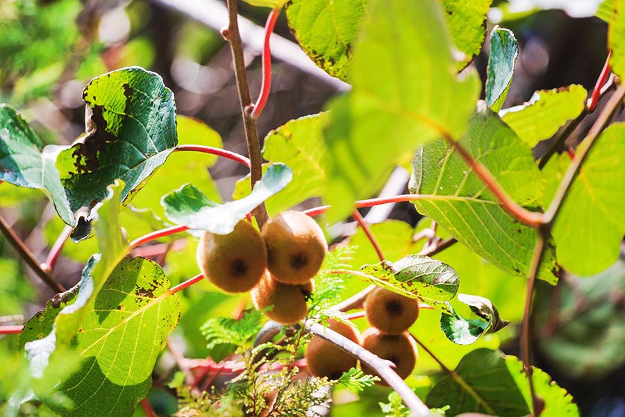 Kiwis