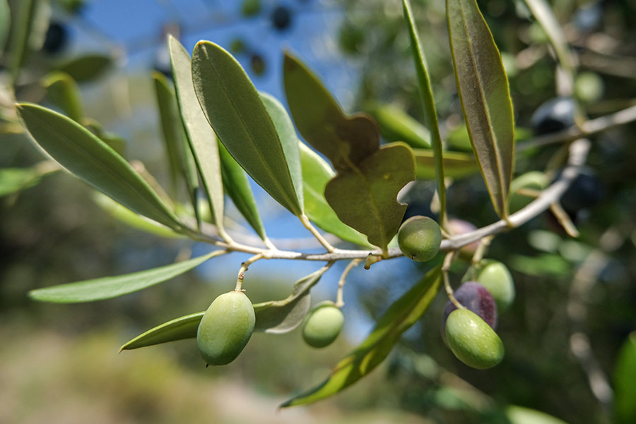 Olivos