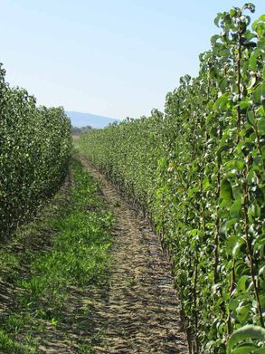 Viveros Garceche plantas