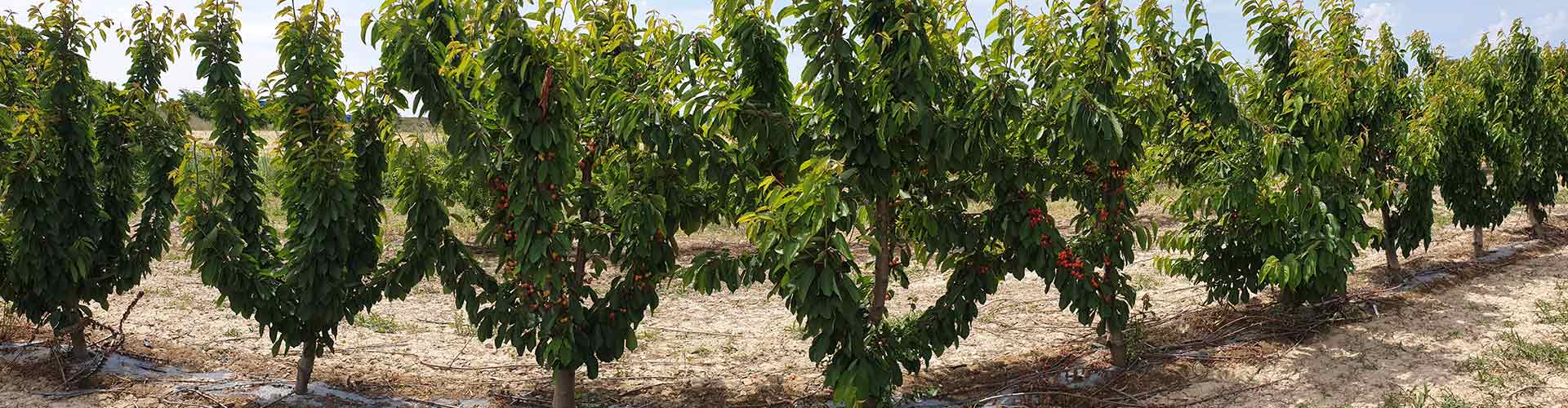 Viveros Garceche plantas frutales