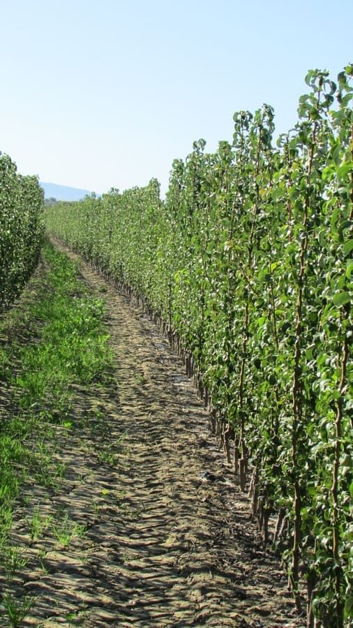 Viveros Garceche arboles frutales