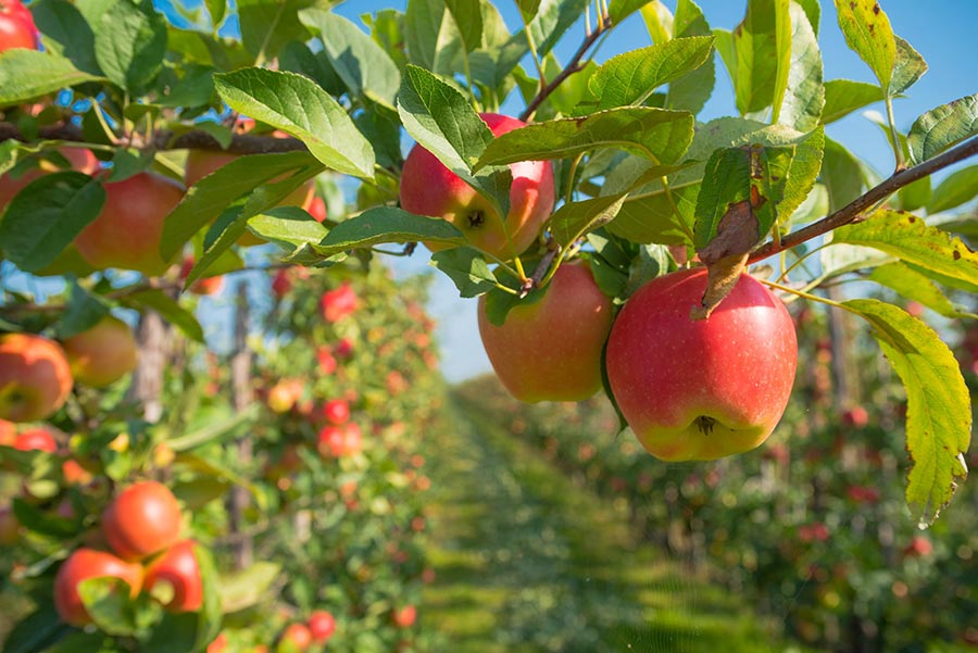 Manzanas