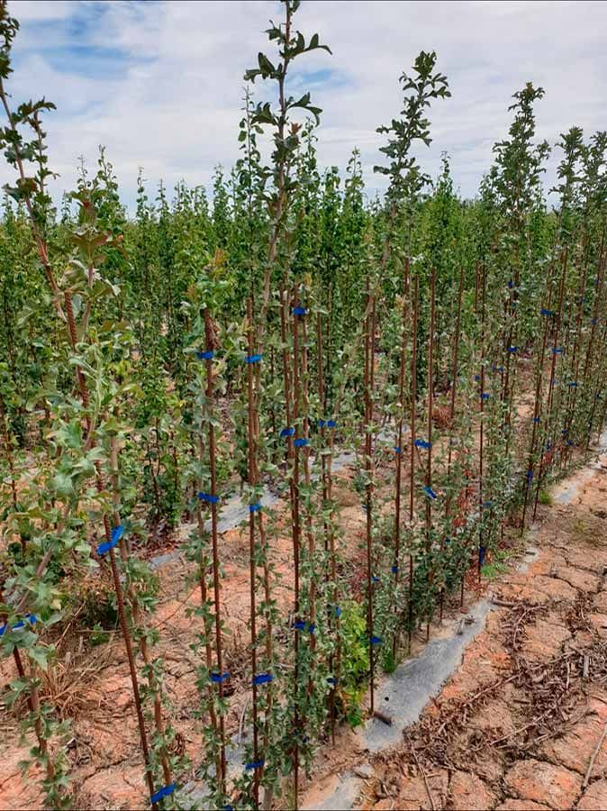 Viveros Garceche cultivo de plantas