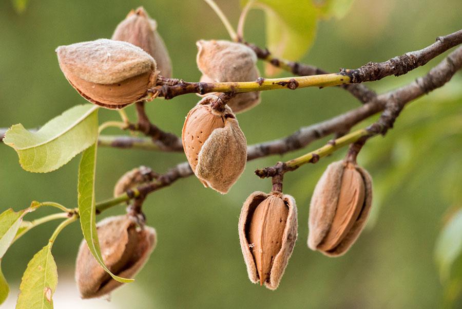 Almendros