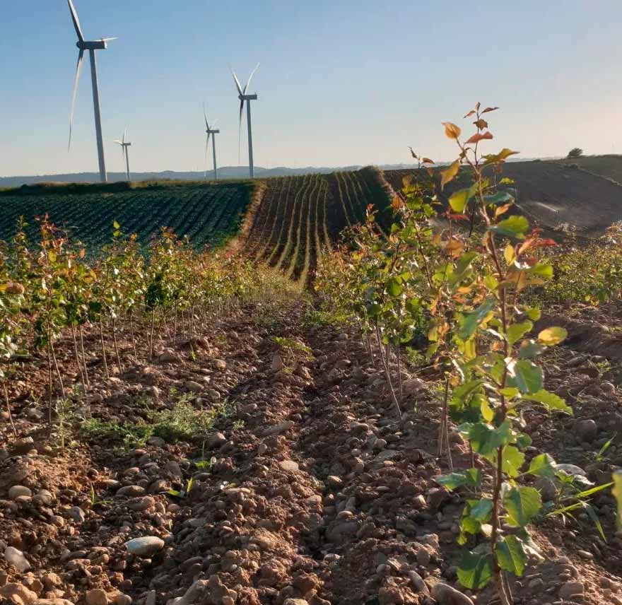 Viveros Garceche tierra para cultivo