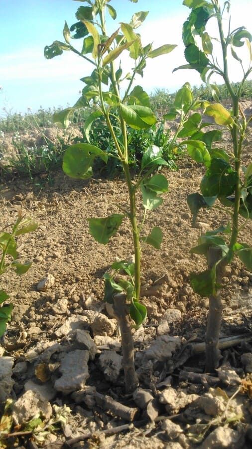 Viveros Garceche arboles frutales